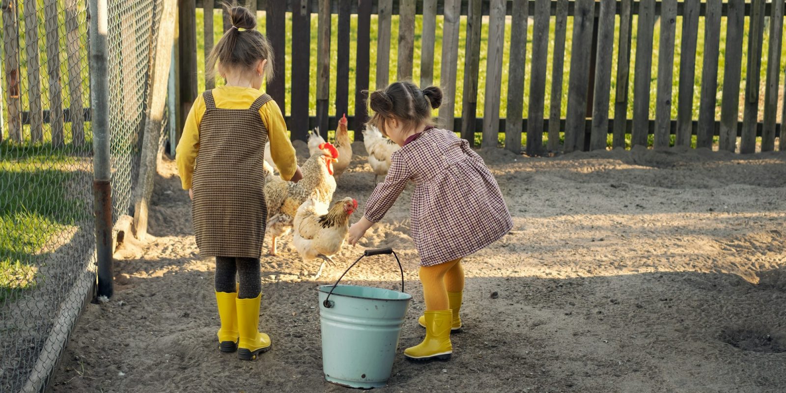 Girls help their parents with farming on the farm, feed hens in the yard.