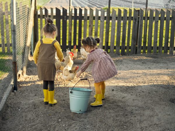 Girls help their parents with farming on the farm, feed hens in the yard.