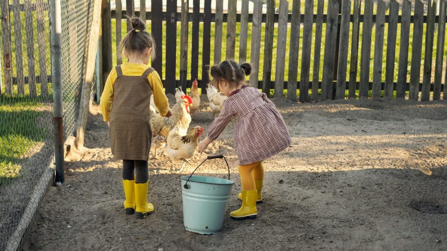 Girls help their parents with farming on the farm, feed hens in the yard.