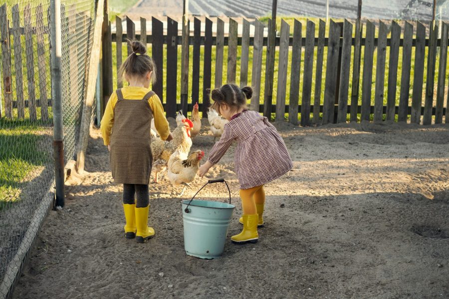 Girls help their parents with farming on the farm, feed hens in the yard.